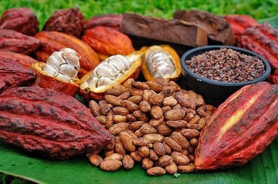 වයසට යාම මන්දගාමී කරන්න කොකෝවාවලට පුළුවන් කියලා දැනගෙන හිටියාද..?