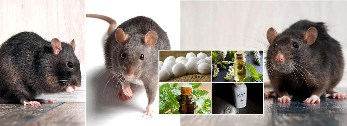 ගෙදර මීයෝ පිරිලද? මේ සරල ක්රම ටික කරන්න ආයෙ කවදාවත් මීයො එන්නේ නෑ