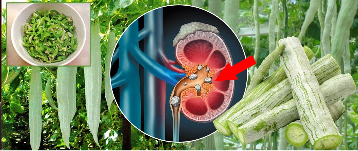 කවුරුත් කන්න අකමැති පතෝල වල ඇති ස්වභාවිකවම වකුගඩුවල ගල් ඉවත් කිරීමේ විශ්මිත ගුණය ගැන ඇහුවොත් ඔබත් පුදුම වෙයි