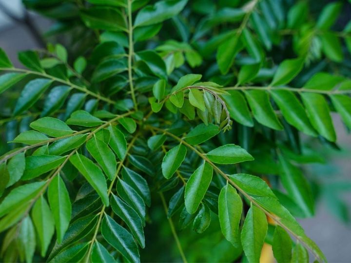 සොබාදහමේ විශ්මිත රසකාරකය කරපිංචා ගැන ඔබ නොදත් කතාවක් මෙන්න