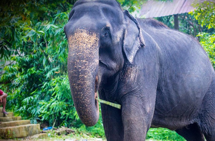 ශ්‍රී ලාංකීය හස්ති පරම්පරාවේ තවත් සළකුණක් නික්ම යයි. මතක පමණක් ඉතිරි කර බෙල්ලන්විල මැණිකා අපෙන් යන්නම යයි