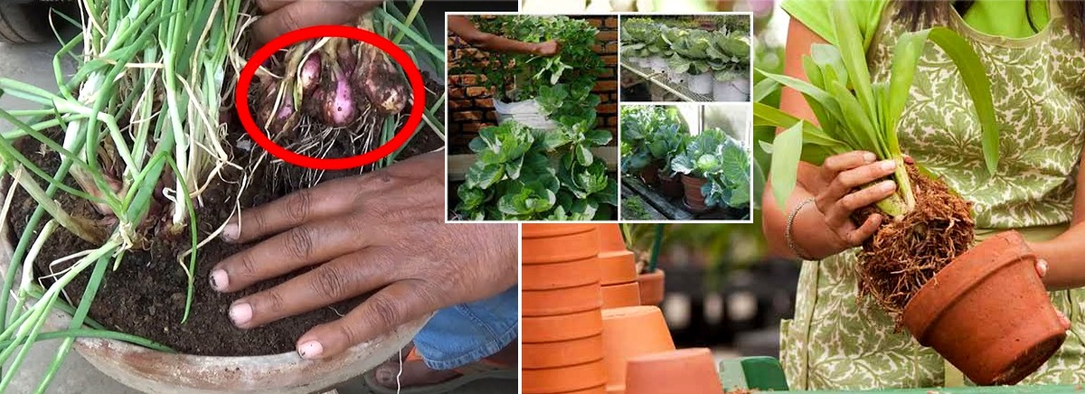 ඔබේ ගෙවත්තේ ඉඩ අනුව අඩු ඉඩකට ගැලපෙන බඳුන් වගාව පටන් ගන්න විදිය