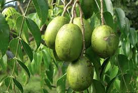 උදේට ඇඹරැල්ලා ගෙඩියක් කාලා බලන්න. ඔබට අදහාගත නොහැකි ප්‍රතිඵල ලැබෙයි. සීනී පාලනය කරන ඇඹරැල්ලා වල ඇති විශ්මිත ගුණ මෙන්න