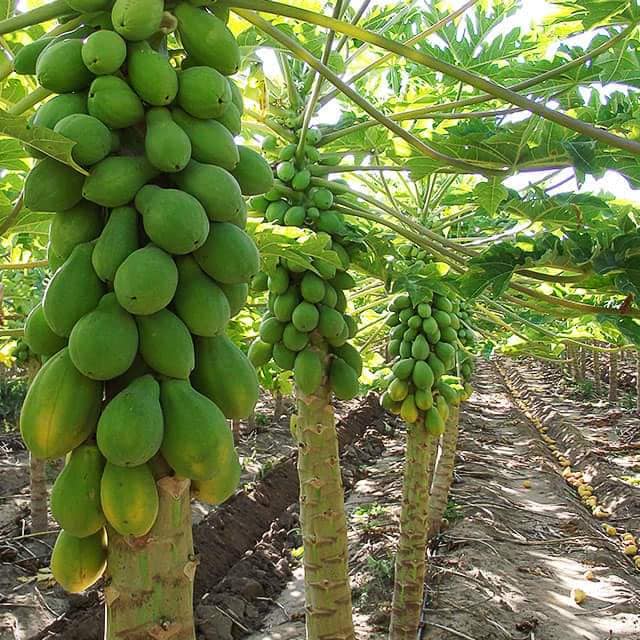 ගොඩක් අය ගස්ලබු කිරි මේ තරම් ගුණදායකයි කියලා ඇත්තටම දැනුවත් නැහැ.. මෙන්න මේ ගැටලුකාරී තත්ත්වවලට ඒක හොඳ විසඳුමක්..