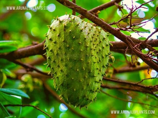 පිළිකා සෛල තව දුරටත් පැතිරීම වළකන බොහෝ අය නොදැන සිටි ඖෂධීය ගුණයෙන් පිරි ආහාර ….