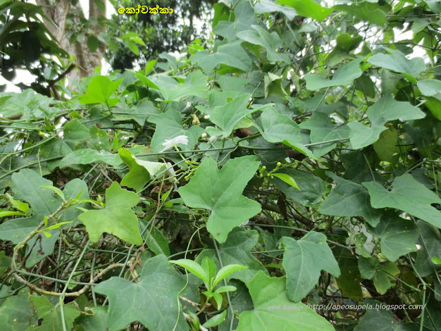 දියවැඩියාව නැත්තටම නැති කරගන්න නම් මෙන්න නියම බෙහෙත… කෝවක්කා වල ඇති විශ්මිත ගුණ මෙන්න
