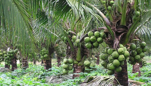 පොල් අස්වැන්න වැඩි කරගන්න සුපිරිම ක්‍රම ටිකක් මෙන්න