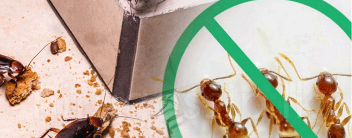 ඔබේ නිවස තුළ සිටින මීයන්,කැරපොත්තන්, මැස්සන් හා වෙනත් සතුන් මේ විදියට පලවාහරින්න…