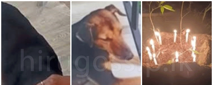 සුරතල් “Blacky” වෙනුවෙන් ඉටු වූ යුක්තිය….