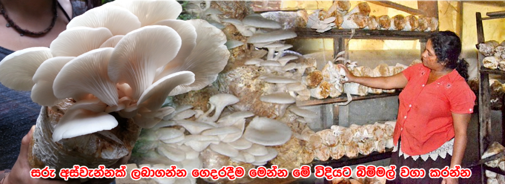 ස්වයං රැකියාවක් ලෙස අත මිට සරු කරන බිම්මල් වගාවක් ගෙදරදීම නිවැරදිව පටන් ගන්න විදිය මෙන්න