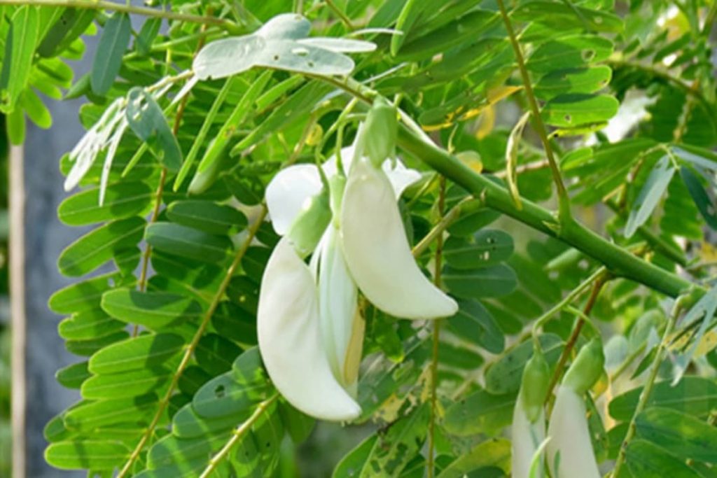 කතුරුමුරුංගා කොල මේ තරම් ගුණයි කියලා ඔබත් මීට කලින් දැන සිටියා නම් දවස ගානේ කන්න හිතෙයි.