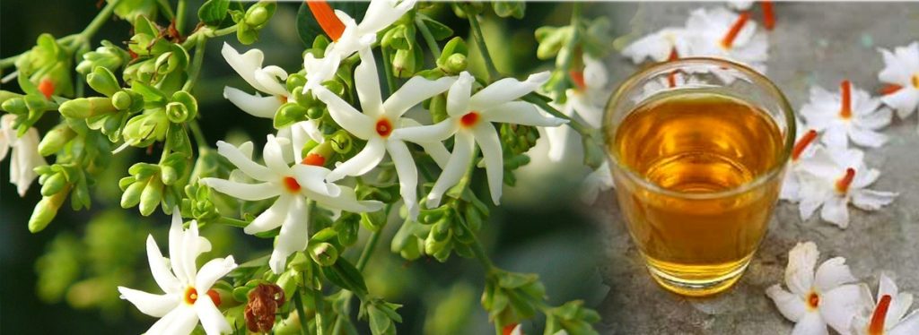 දියවැඩියාව ඇතුලු රෝග රැසක් නිට්ටාවටම  මට්ටු කරන සේපාලිකා මල් සත්කාරය..