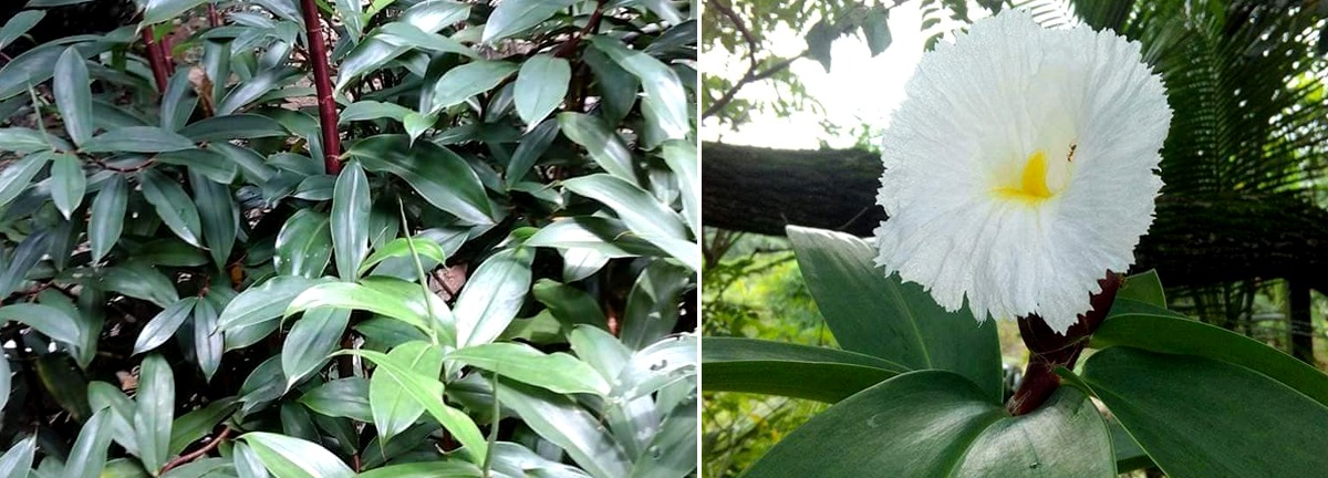 ඔබටත් සෙංගමාලය, දියවැඩියාව ඇතුලු මේ රෝග ලක්ෂණ තියෙනවනම් නිට්ටාවටම සුව කරගන්නේ මෙහෙමයි..