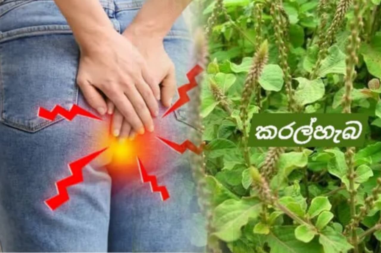 ගුදමාර්ගයෙ හැදෙන ගොඩක් ලෙඩ නිට්ටාවටම සුව කරන්න පුලුවන් කරල්හැබ සත්කාරය..