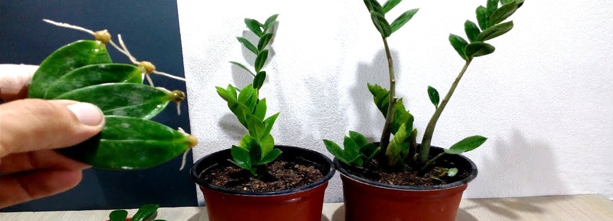 නිවසට වාසනාව උදා කරගන්න කියලා ලකී ප්ලාන්ට් පැල ඔබේ නිවසේ තියාගන්න එපා..දැන්ම මේ ලිපිය කියවන්න.