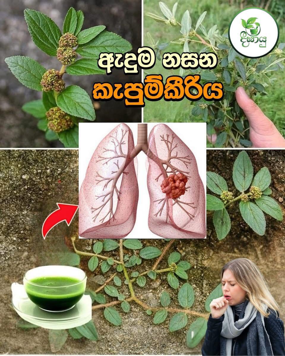 කැස්ස,හතිය වැනි රෝග නිට්ටාවටම සුව කරන්න පුලුවන් කැපුම්කීරිය තේ පානයක් බීලා බලන්න.ඔබත් පුදුම වෙයි.