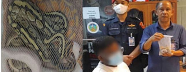 කලිසම අස්සේ පිඹුරන් 3ක් සඟවාගෙන සිටි ශ්‍රී ලාංකිකයෙක් අත්අඩංගුවට..!