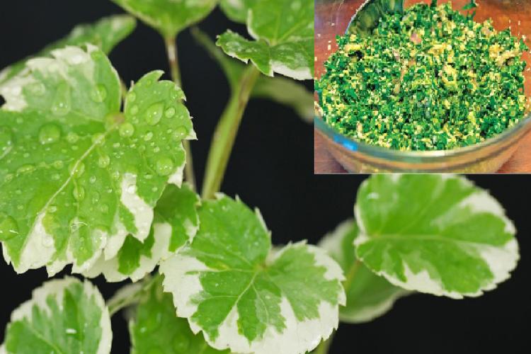 මේවා වැඩිය කවුරුත් බලන්නේ නැ… කෝප්ප කොල වල තියෙන මේ විශ්මිත ගුණ ගැන දැනගත්තොත් ඔබත් පුදුම වෙයි.