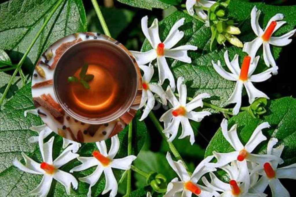 දියවැඩියාව සැනෙකින් සුව කරන ආතරයිටීස් අරිශස් රෝග මෙන්ම චර්ම රෝග පවා සුව කරන පරීක්ෂණ වලින් පවා තහවුරු වූ සේපාලිකා මල් සත්කාර ගැන හරියටම දැනගන්න.