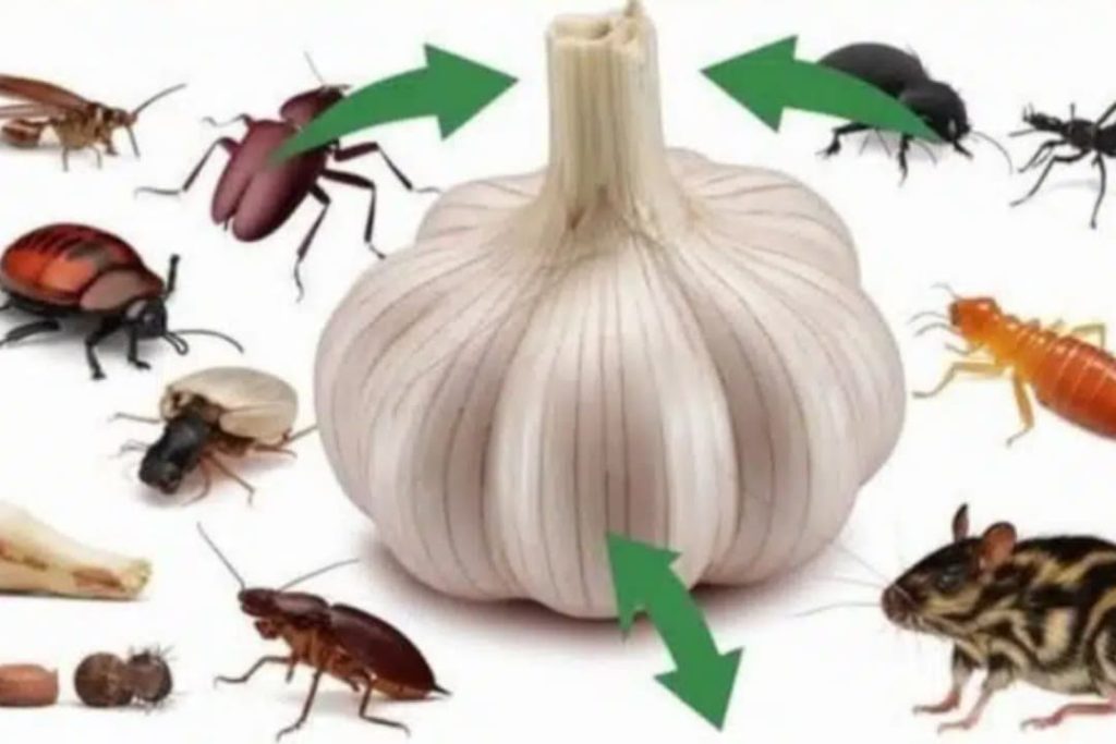 නිවසේ කරදරකාරී මීයන්,කැරපොත්තන්, මැස්සන් හා වෙනත් සතුන් පලවාහරින්න මෙන්න සුපිරිම ක්‍රමය