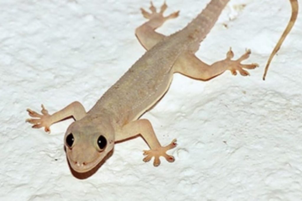 ගෙදර ඉන්න හූනන් පලවාහරින්න එපා… හූනාට ඔබේ නිවසේ රැදි සිටීමට ඉඩ දෙන්න. හේතුව මෙන්න