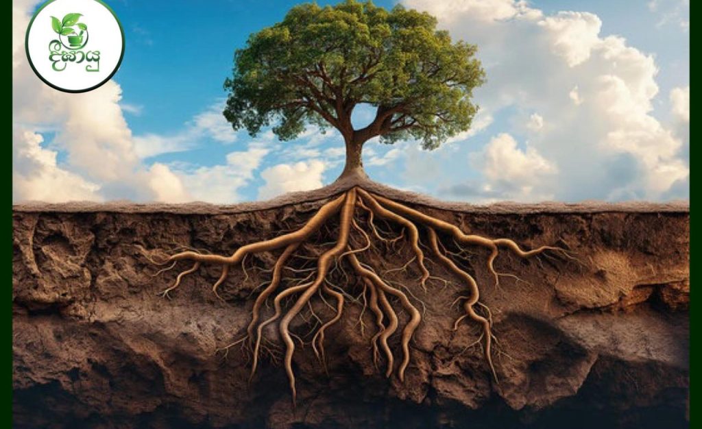 කදු නාය යන්නේ මුල් වලට ගස් අහිමි කිරීම නිසයි… වරද කාගෙද ?