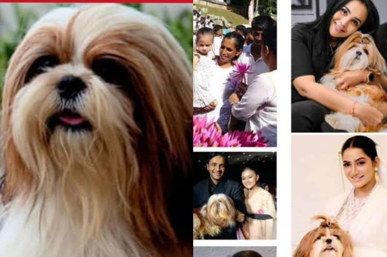 ති රි ස න් ආත්මයට සමුදෙන්නට මොඩ්ලින් කර උපයන ආදායමින් පින්කම් කරන බලු කොල්ලෙකු ගැන ඇසෙන අරුම පුදුම කතාව මෙන්න..