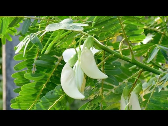 කට පරිස්සම් කරගන්න නම් කතුරුමුරුංගා කන්න…හේතුව මෙන්න..