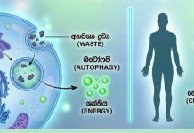 කුසගින්නේ ආශ්චර්ය නිරාහාරව සිටීමෙන් ශරීරය අලුත්වැඩියා වන අයුරු…