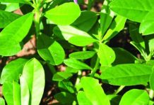 ගෙවත්තේ සුලබ ගස් නිවිති වල සැඟවුණු මහා ගුණ කඳ මෙන්න..