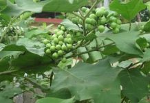 මිල නොබසින රත්තරන් වගේ තිබ්බටු වගාවෙන් කෝටිපතියෙක් වෙන්නේ මෙහෙමයි