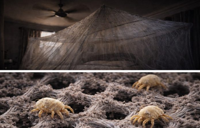 612167846_1183559407318999_5917626024377268638_n