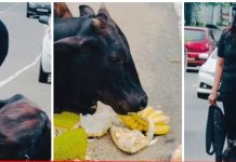 “මට හිතුනා එයාට බඩගිනි ඇති කියලා..” – කවදත් සතුන්ට ආදරය කරන ගයත්රි කළ උතුම් ක්රියාව..- Photos