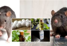 ගෙදර මීයෝ පිරිලද? මේ සරල ක්රම ටික කරන්න ආයෙ කවදාවත් මීයො එන්නේ නෑ.