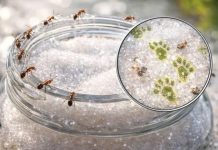 කූඹි වහපු සීනි බෝතලේ අව්වට දාලා, කූඹි ගියාම එ සීනි ආයේ පාවිච්චි කරන්න කලින් මේ ගැන දැනගෙන ඉන්න…