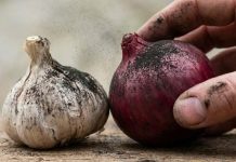 ලූනු සුද්ද කරනකොට කිවිසුම් යනවාද? එහෙනම් මේක කියවන්නම ඕනේ! ජීවිතේම අවදානමක හෙළන මාරක දිලීරය මෙන්න.