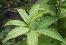 දියවැඩියාව තියෙන කෙනෙක් තෙබු කොළ කෑවොත් ඇත්තටම මොකද වෙන්නේ.