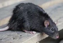 විස පාවිච්චි නොකර මීයන් පන්නන හාස්කම් මන්තරය! අත්හදා බලන්න වටිනා ගොවි රහසක්.