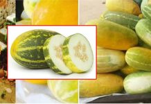 මුත්රා ගල් ඇති අයට ගුණ සිරුරේ වි.ෂ නැති කරන ලේ පිරිසිදු කරන කැකිරි වල ඔබ නොදත් මේ විශ්මිත ගුණ ගැන දන්නවද ?