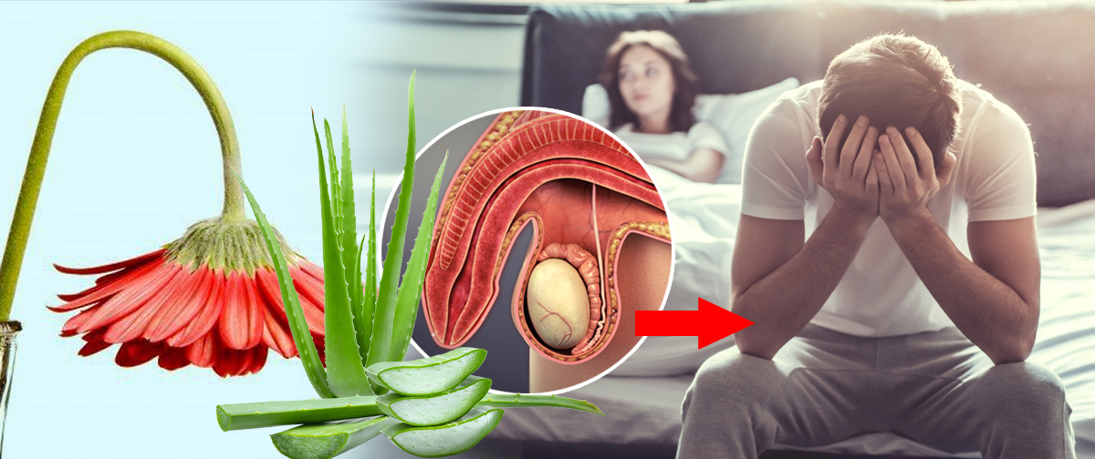 1649848216_9975170_25195_sriarana