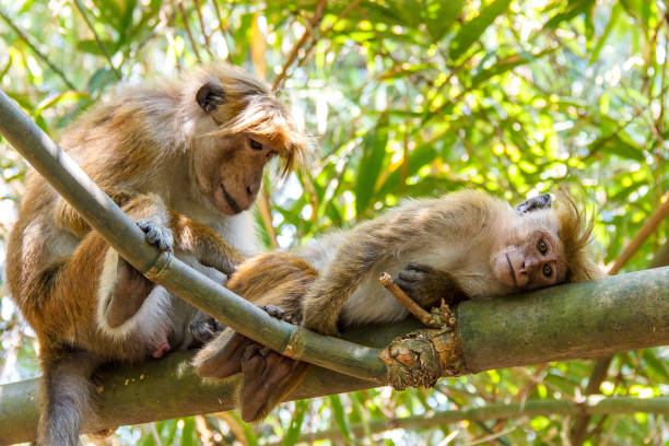 වන සතුන්ගේ ක්රියාකාරකම් නිසා ඔබත් කරදරයෙන්ද..? මෙන්න ඒකට විසඳුමක්..