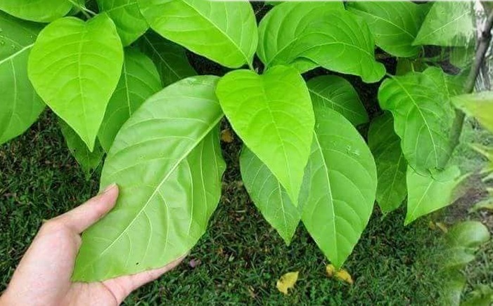 සිරුරේ ශක්තිය ඇති කරවන ස්පර්ශයෙන් වේදනා දුරලන විස්මිත වාත නාශකය ‘වාතභංග’..