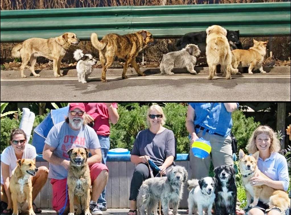 මස් කර්මාන්තශාලාවකින් ගැලවී ආ සුනඛයින්ට නව ජීවනයක්, කෲරත්වයෙන් මිදී සතුට පිරි පිහිනුම් තටාකයකට