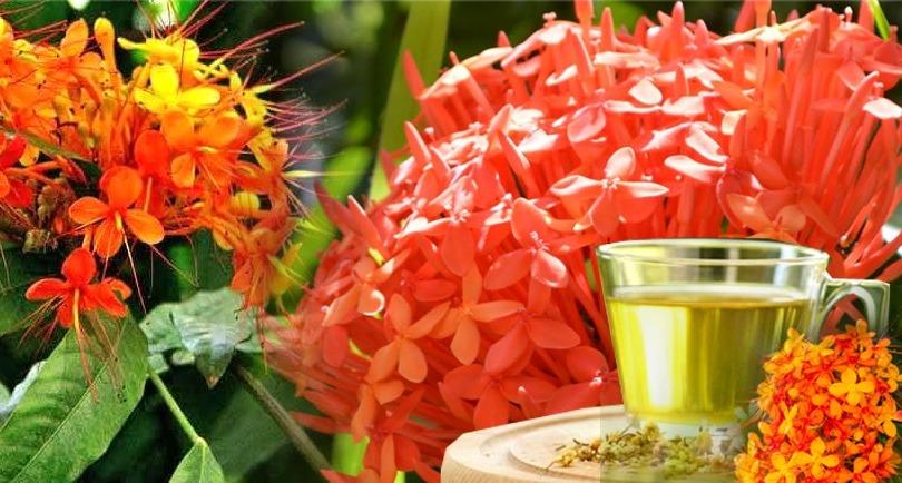 දියවැඩියාවට, හන්දිපත් රුදාවට, වකුගඩු වල ගල් දියවීමට ඔසුවක් වූ අශෝක මල් පානය ගැන විශ්මිත හෙලිදරව්වක් මෙන්න