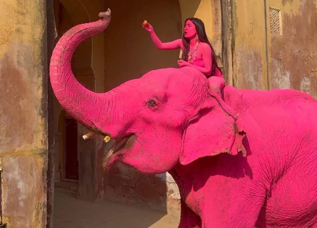 ෆොටෝ ශූට් එකට රෝස පාට කල ඇතින්නිය මාසෙකට පසු මිය ගිහින්… ලොවක් සංවේදී කල ඒ පුවත මෙන්න..