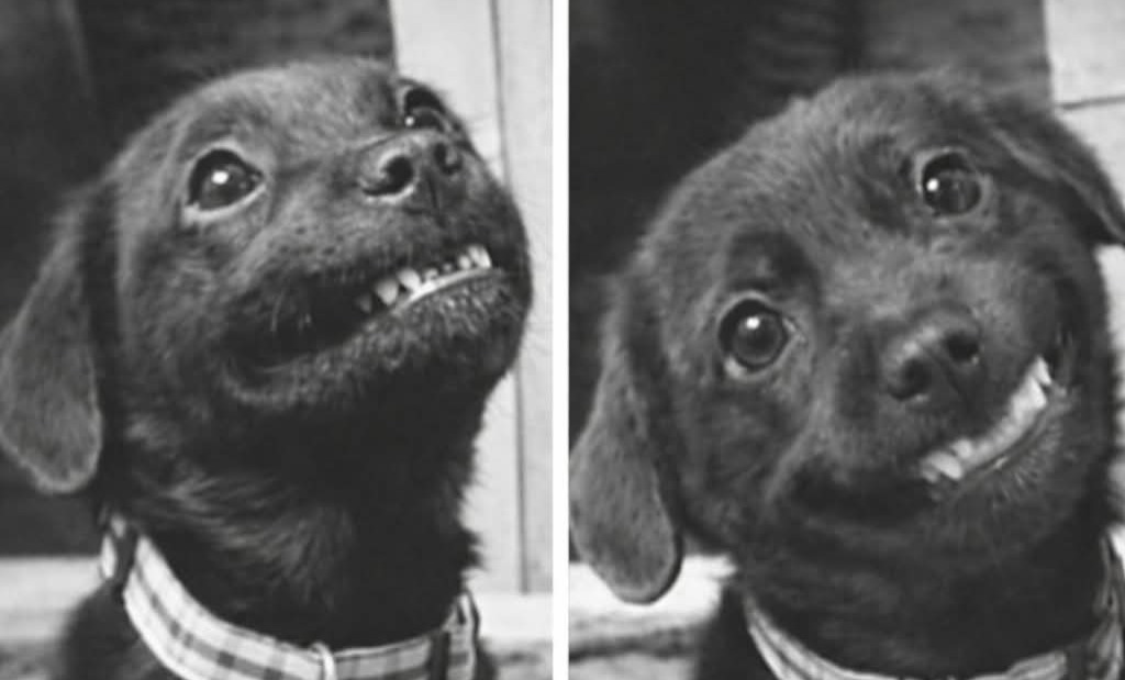 නිතරම ප්රතික්ෂේප වුණු පුංචි බල්ලෙක් මුළු ලෝකයක්ම දිනාගත්තේ එයාගේ මේ අපූරු හිනාවෙන්!