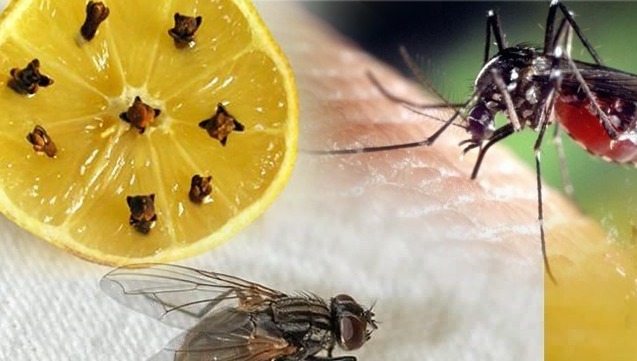 ඔබත් ගෙදර ඉන්න කරදරකාරී මදුරුවන් නිසා පීඩා විඳින කෙනෙක්ද ? එහෙනම් මේ දේ කරලා බලන්න. කරදරකාරී මැසි මදුරුවන් එළවන්න නියම ක්රමේ මෙන්න.