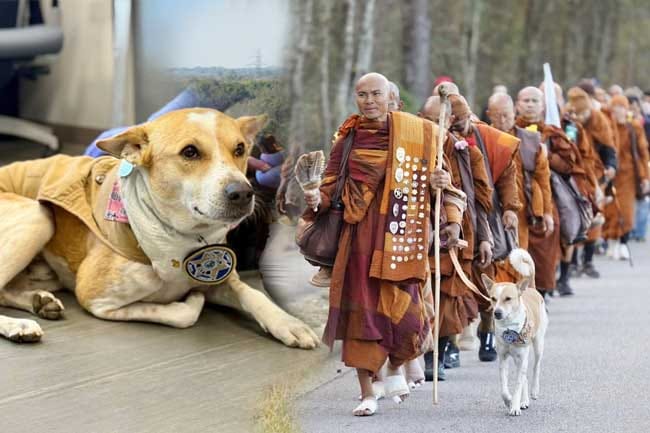 ආලෝකගේ සාම පා ගමනයි වීදි සුනඛයින්ගේ නිදහසයි! හැමෝම කලබල වුණු ඒ රාවයේ ඇත්තම කතාව මෙන්න…