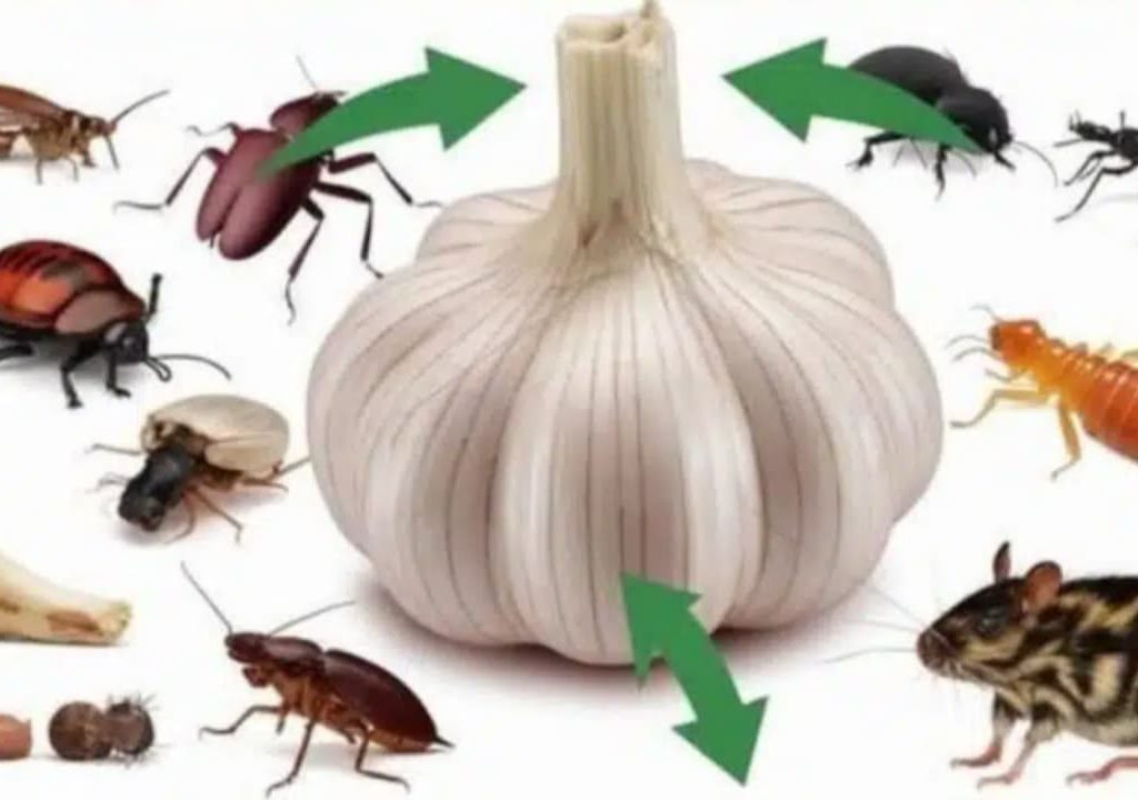 නිවසේ කරදරකාරී මීයන්,කැරපොත්තන්, මැස්සන් හා වෙනත් සතුන් පලවාහරින්න මෙන්න සුපිරිම ක්රමය