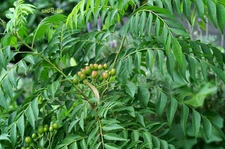 හැමදාම කන කරපිංචා ගුණද..? අගුණද..? සෞඛ්ය සම්පන්න ජීවිතයකට කැමති ඔබ මේ ගැන දැනුවත් වෙන්න..